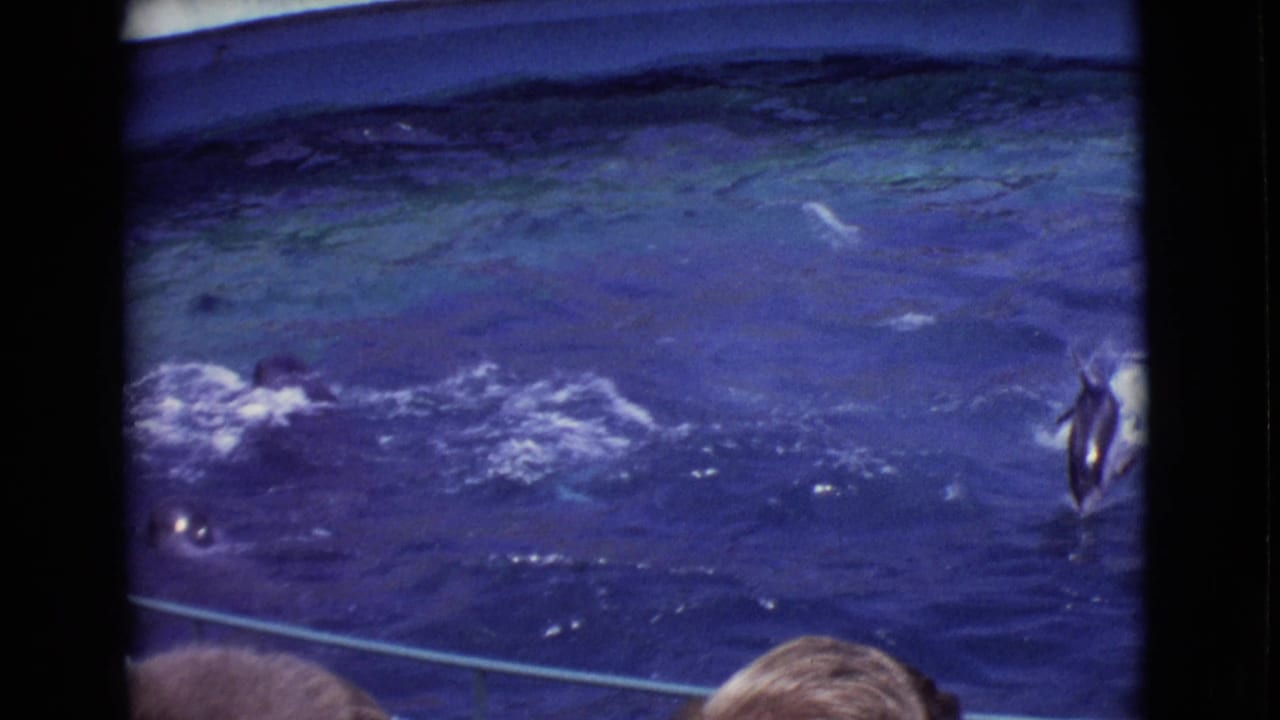Home-movie view of dolphins surfacing in a San Diego County aquarium tank in 1968, with visitors partly visible at the bottom of frame.