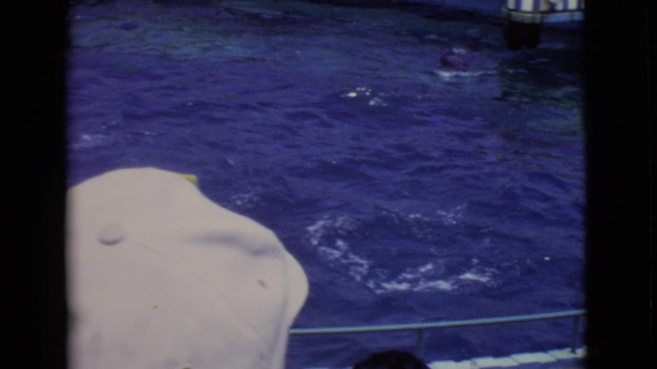 A dolphin appears upright in the blue performance pool at a San Diego County marine park, with seated spectators visible behind the rail.