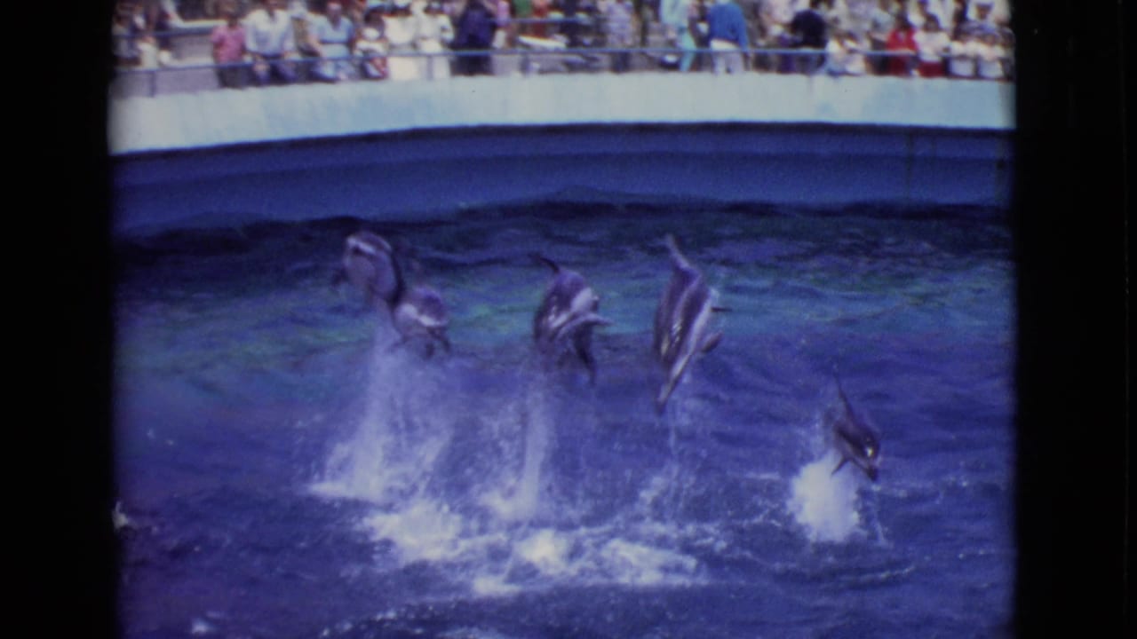 Multiple dolphins leap from the pool during the 1968 marine park show, with splashes below and spectators lining the far side.