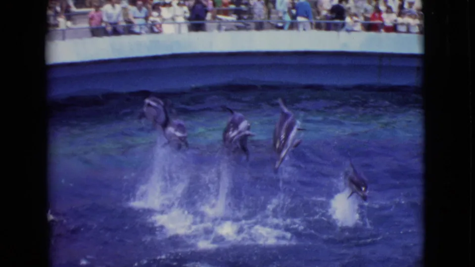 Multiple dolphins leap from the pool during the 1968 marine park show, with splashes below and spectators lining the far side.