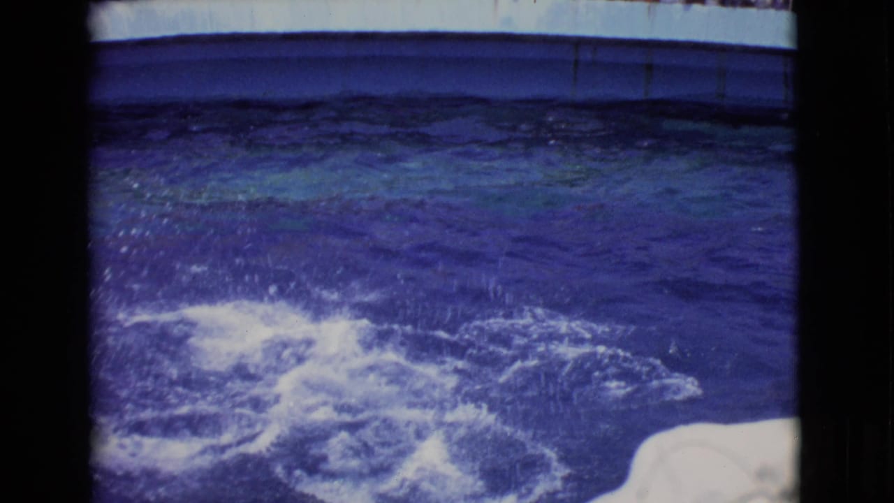 The show pool churns with splash marks after a dolphin movement, with the white pool edge and dark film frame borders visible.