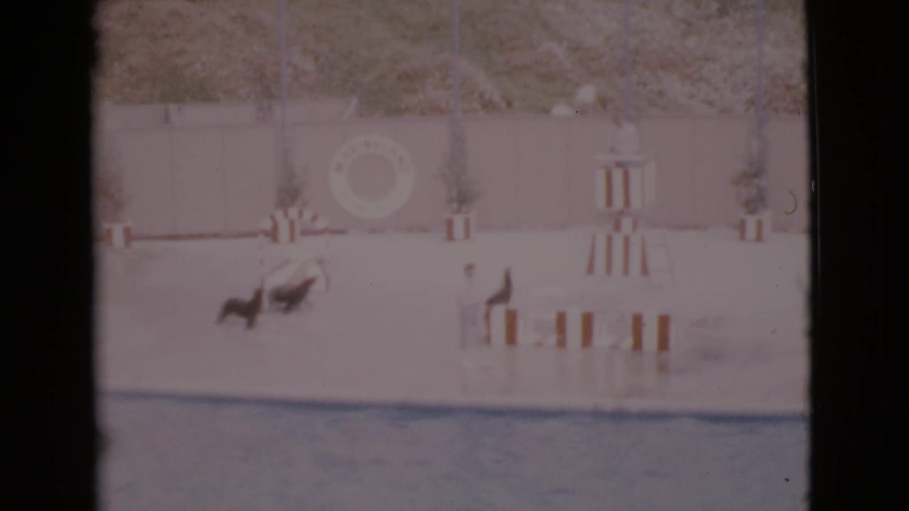 1968 San Diego County frame showing a dark sea animal, possibly a seal or sea lion, moving on a poolside deck near striped chairs.