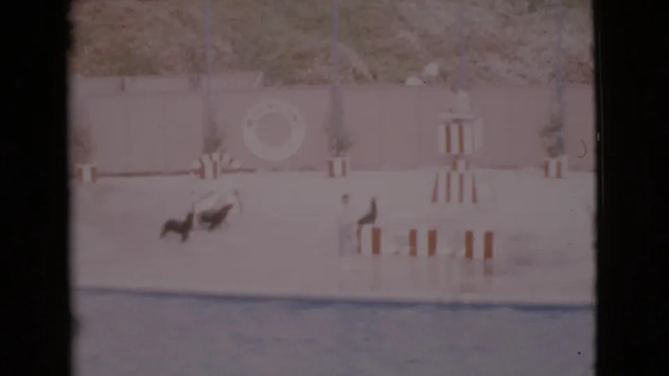1968 San Diego County frame showing a dark sea animal, possibly a seal or sea lion, moving on a poolside deck near striped chairs.