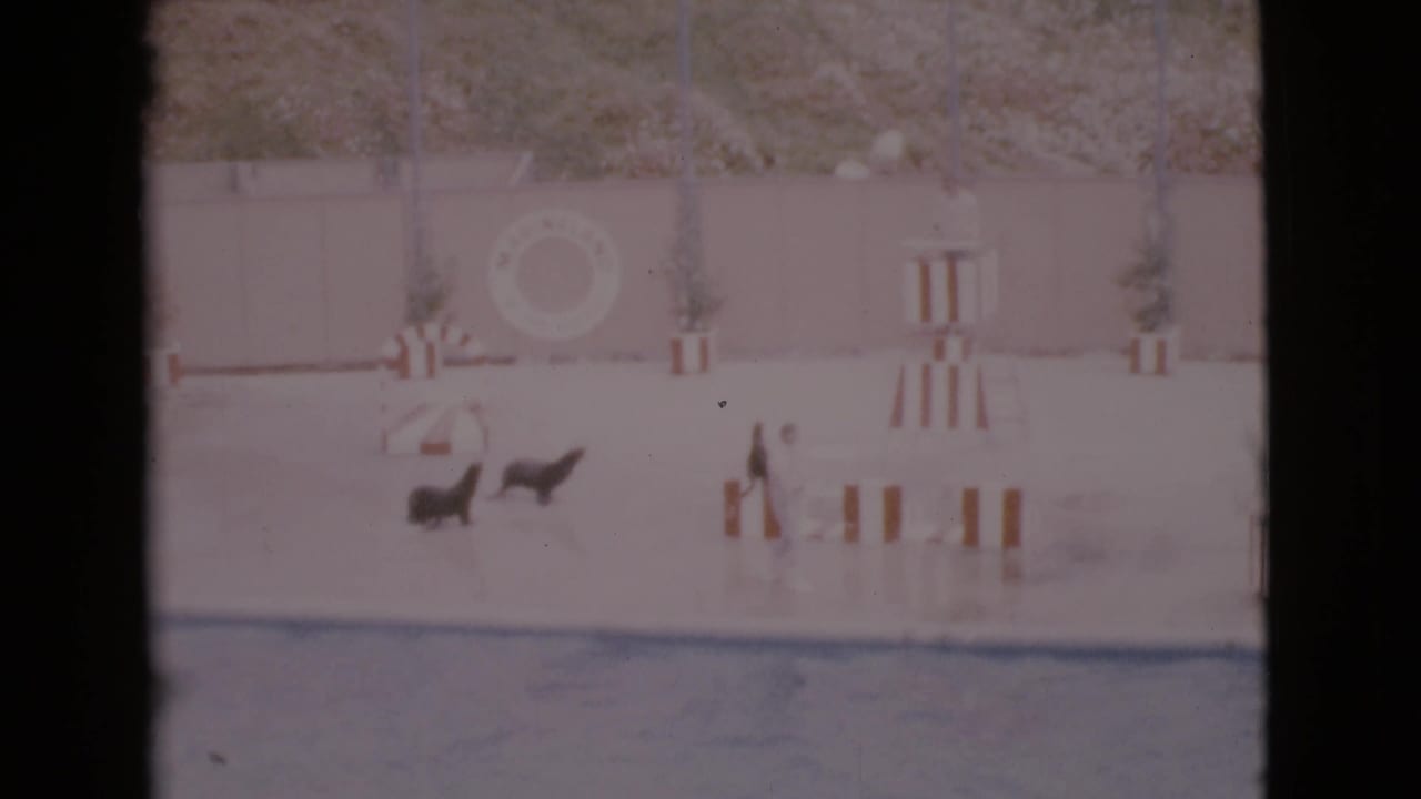 Two seals on a wet stage beside striped platforms with a trainer nearby.