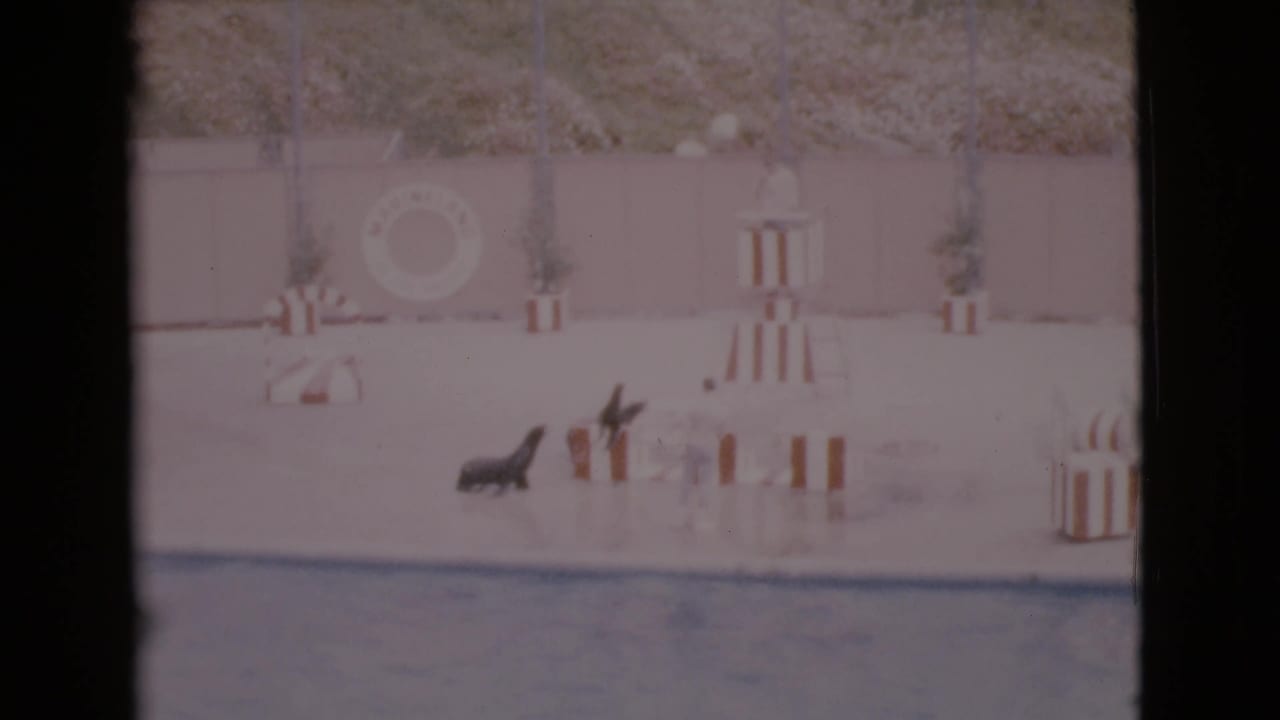 A seal raises itself near a trainer and striped stage props.