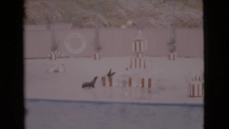 A trained seal appears to rear up near a trainer on a 1968 San Diego aquarium-style stage with striped platforms and pool water in front.