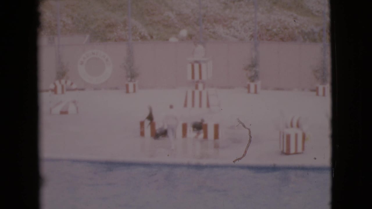 Home-movie frame from the San Diego 1968 clip showing a trainer and multiple seals clustered among striped platforms on a wet performance stage.