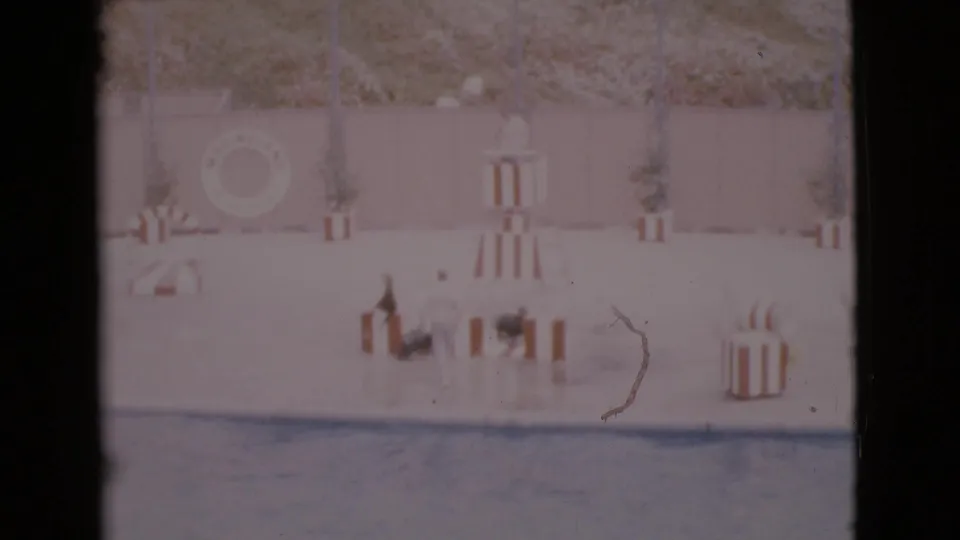 Home-movie frame from the San Diego 1968 clip showing a trainer and multiple seals clustered among striped platforms on a wet performance stage.