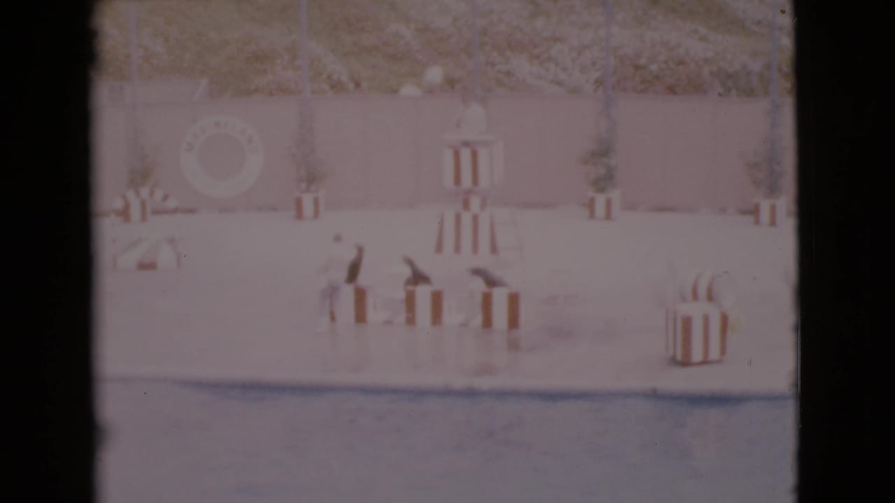 Three trained seals appear on a wet San Diego performance stage in 1968, positioned around red-and-white striped platforms with pool water in front.