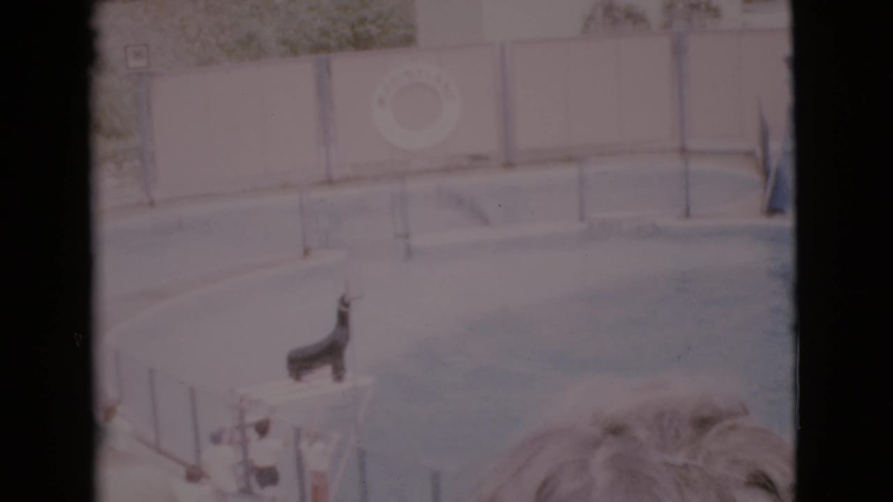 Seal standing on a small platform beside an aquarium pool and wall railing.