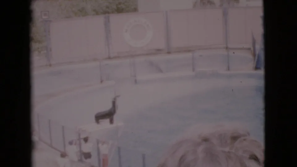 Visitor-shot 1968 aquarium performance frame showing a seal on a platform by the pool, with the Marineland life preserver area visible behind it.
