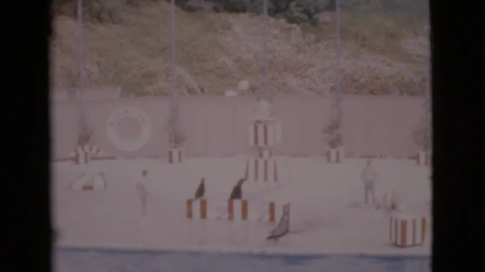 Wide 1968 San Diego aquarium show frame with handlers overseeing seals around striped blocks and platforms in front of a pool wall.