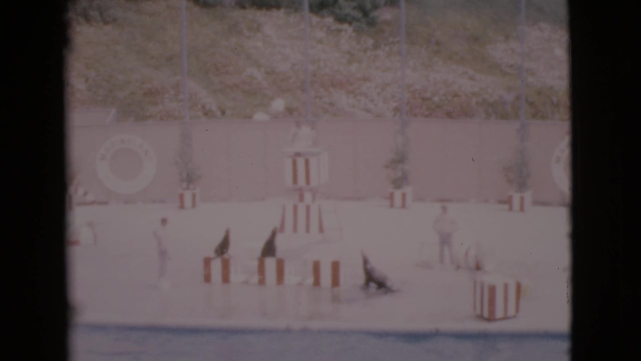 Seals on striped platforms with trainers beside a pool stage.