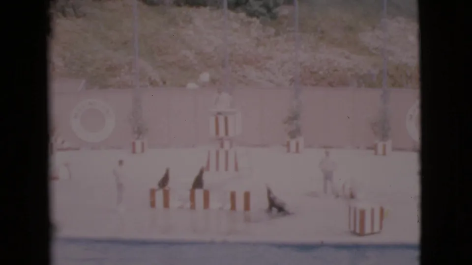 1968 8mm frame from San Diego County showing seals performing on red-and-white striped platforms near trainers at an outdoor pool arena.