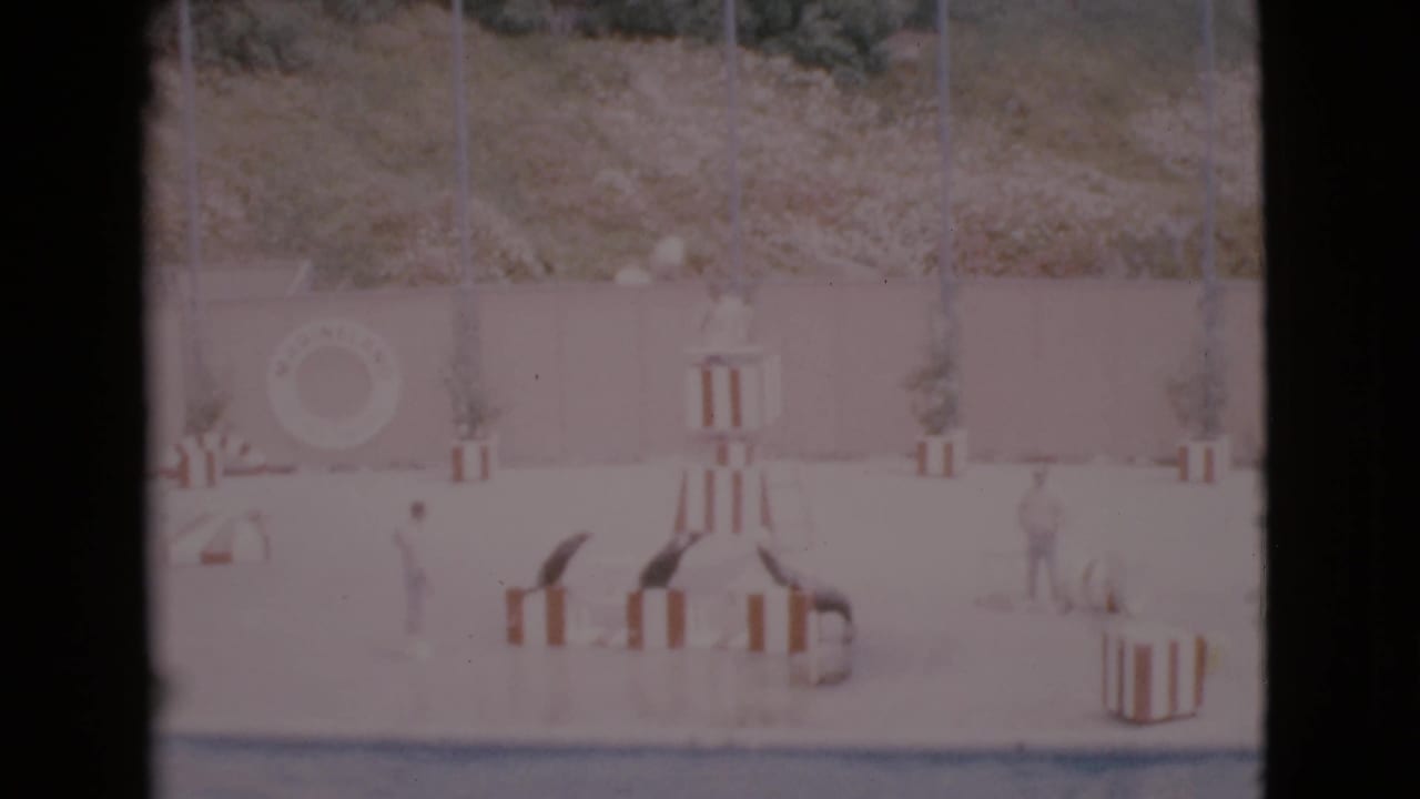 Seals and trainers on a concrete pool stage with striped props.