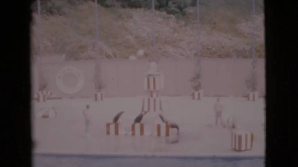 Outdoor San Diego County aquatic arena scene with seals on striped stands, trainers nearby, and a life preserver sign on the wall.