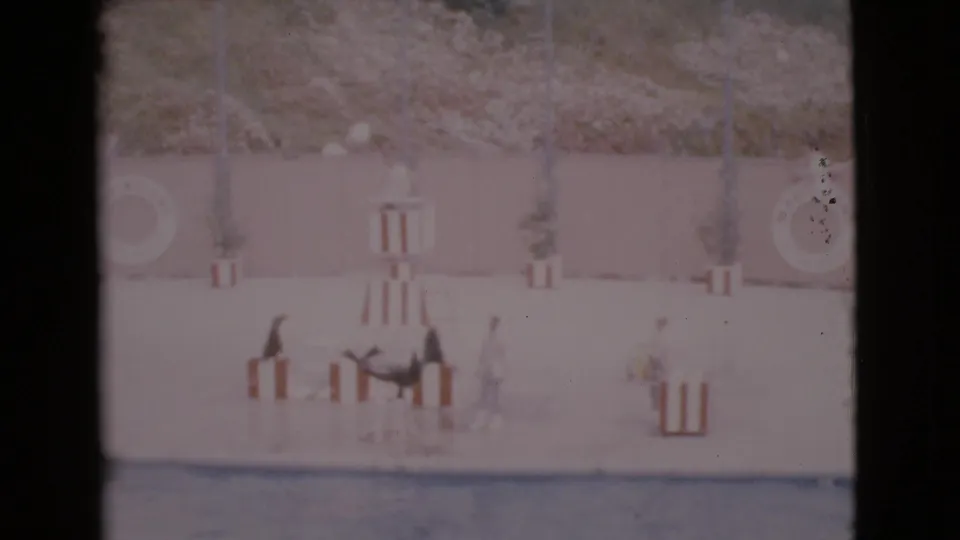 End frame of the 1968 home movie clip showing seals on a wet concrete stage, striped props, trainers, and arena wall signage.