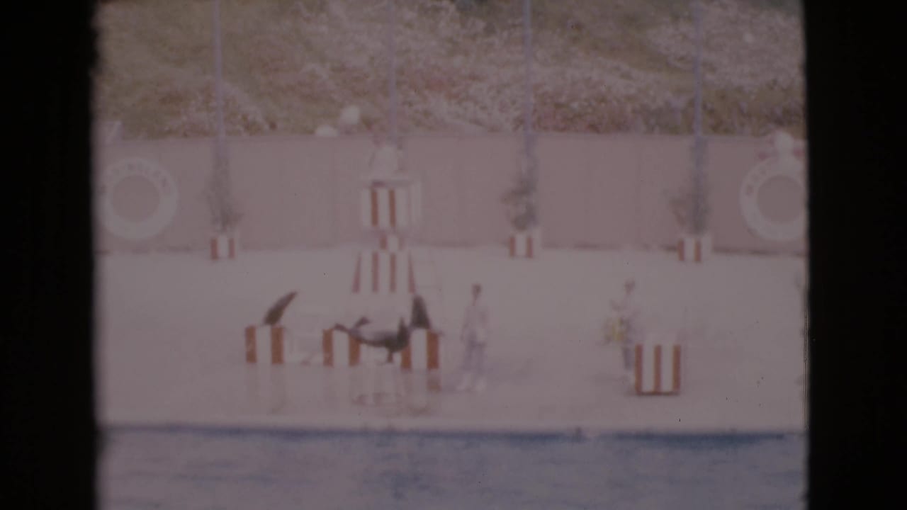Seals perform on a wet poolside platform with striped stands behind them.