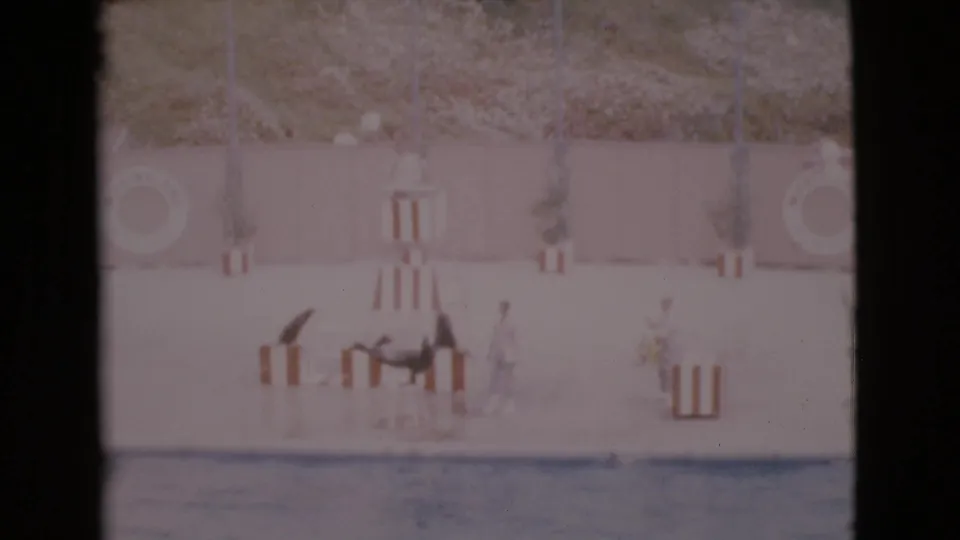 1968 San Diego County 8mm frame showing seals on a wet concrete platform beside a pool during a water show.