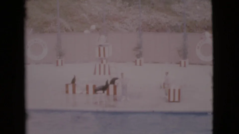 1968 San Diego County water-show frame with a seal on the platform and a light-clothed trainer near striped props.