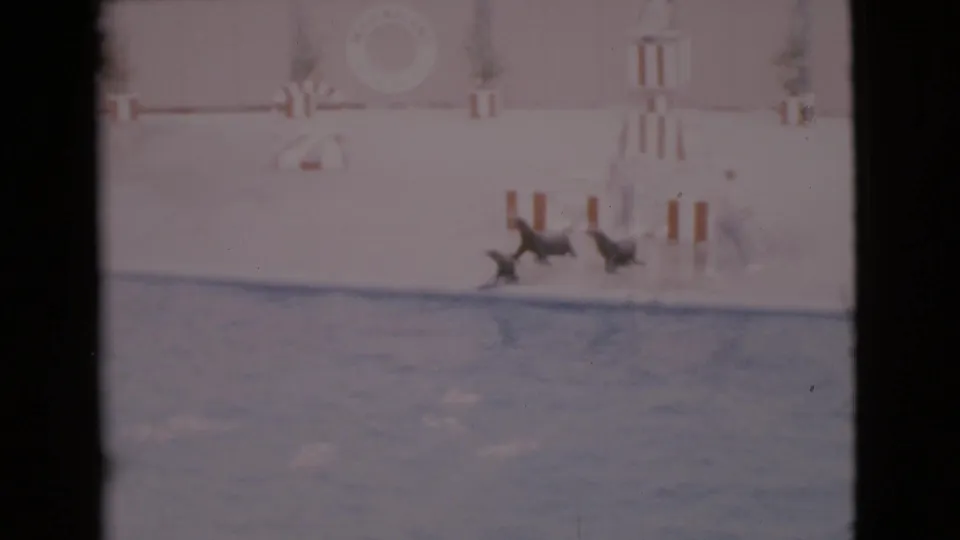 1968 San Diego County 8mm frame showing multiple seals clustered on a wet platform beside blue pool water.