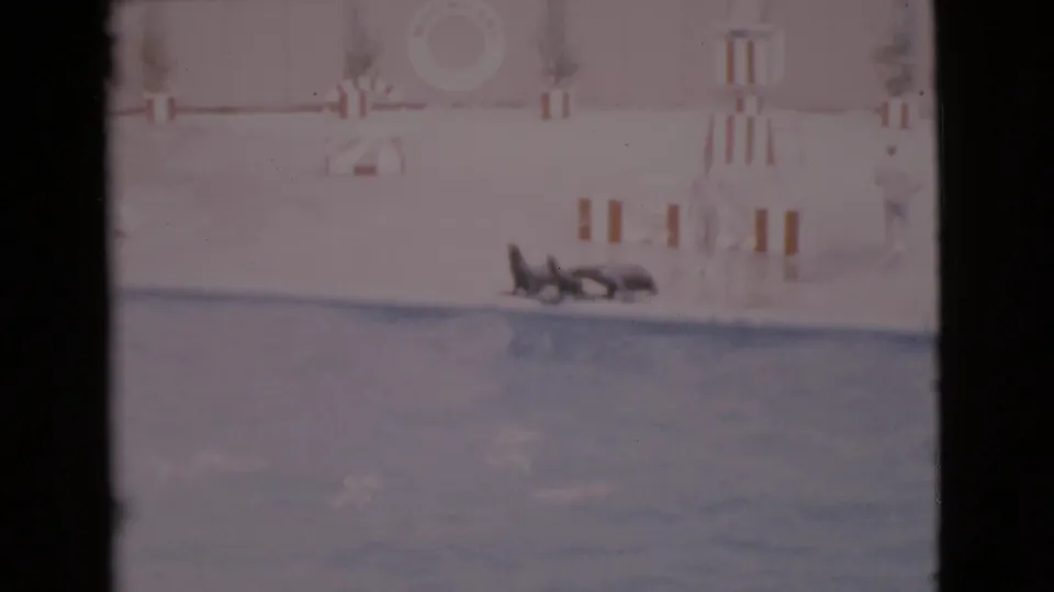 1968 San Diego County water-show frame with seals moving in a row along the poolside platform.