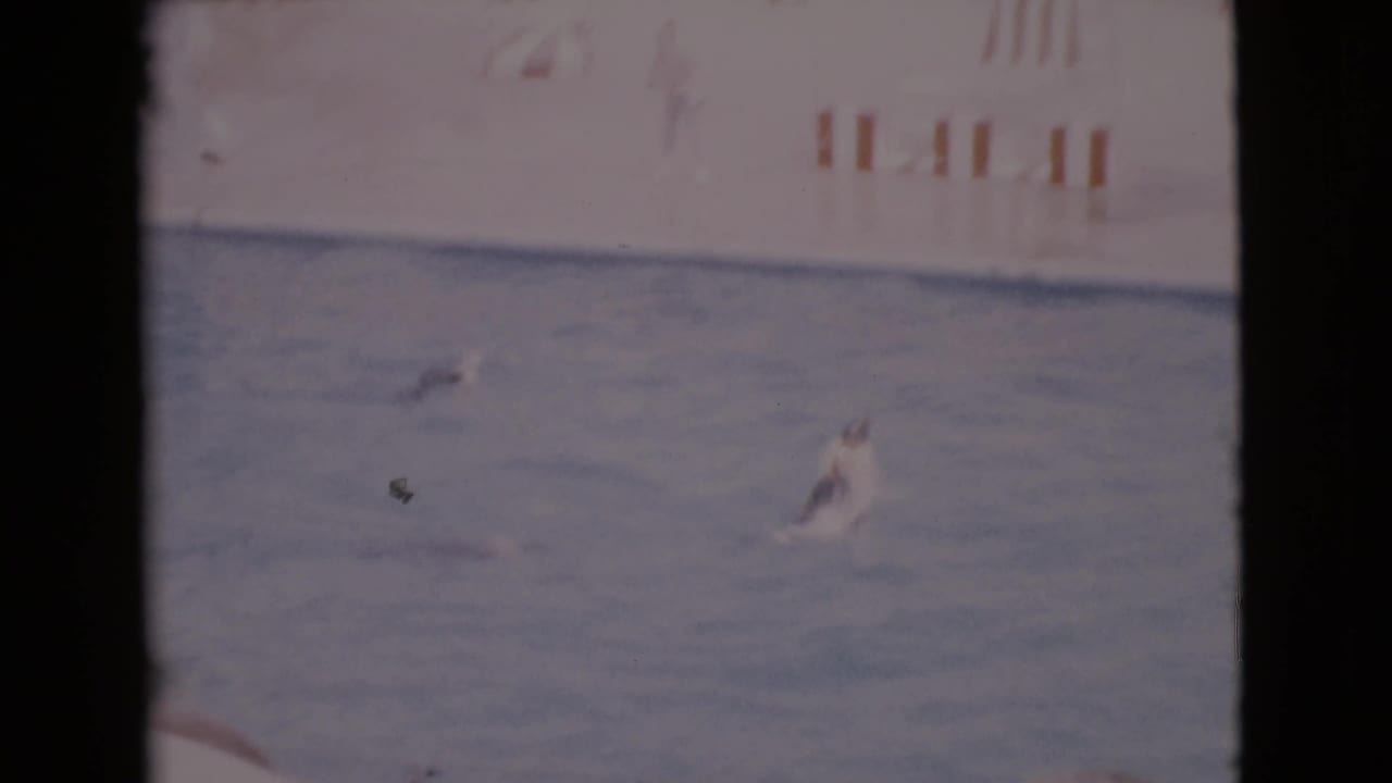 Seal in a pool during a marine animal show, with striped markings along the far wall.