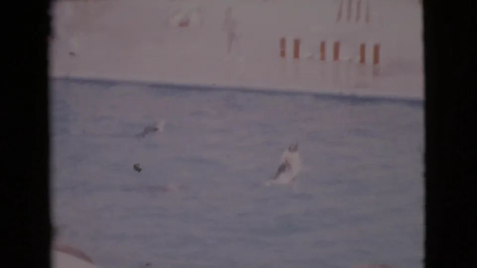 1968 San Diego home-movie frame showing a seal swimming in a show pool with pale striped wall markings beyond the water.