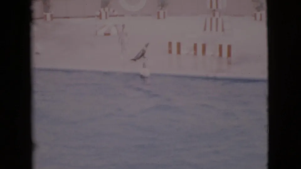 1968 San Diego frame showing a seal near the pool edge during a marine show, with faded color and wall markings behind.