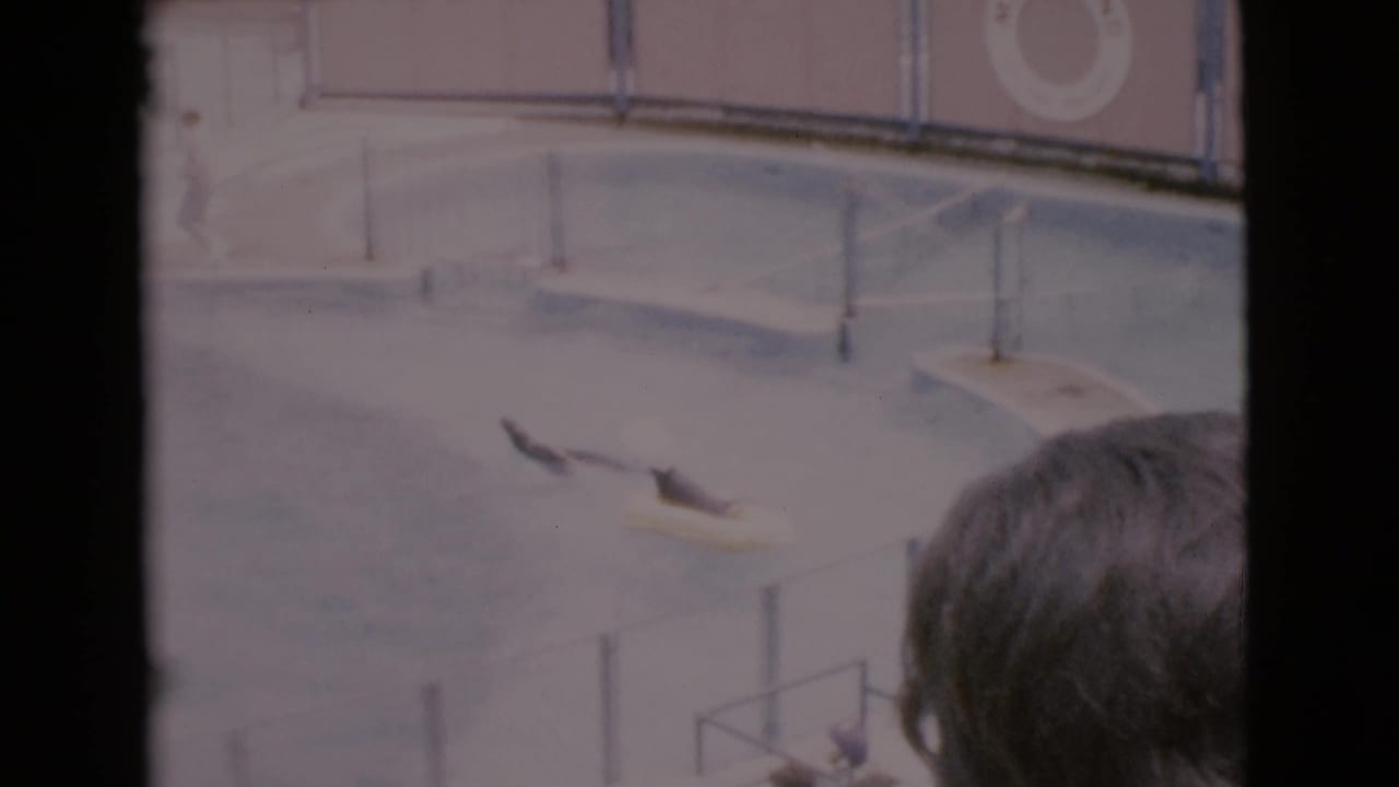 Two seals in a pool near a yellow float, with a spectator's head in the foreground.