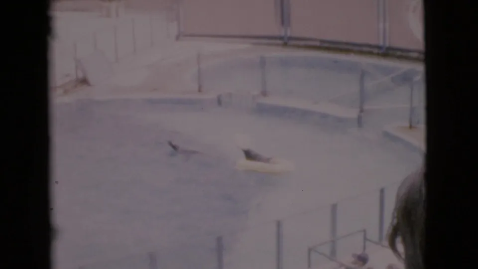 1968 San Diego frame of two seals in a show pool with a yellow float, railings, and a partial spectator at the right edge.