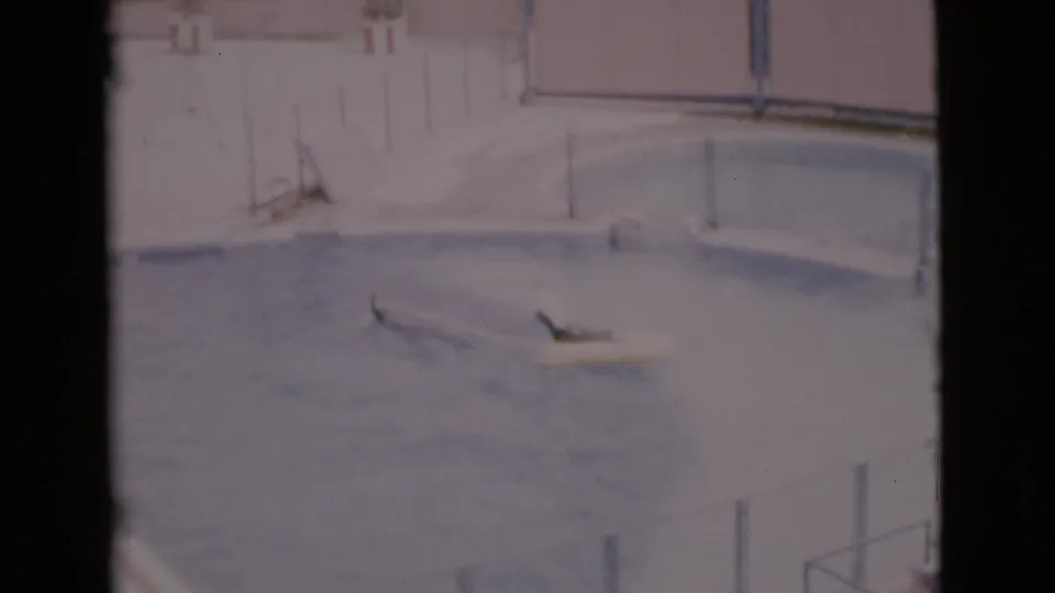 Faded 8mm frame from 1968 San Diego showing a seal near a yellow float in a public show pool with railings behind.