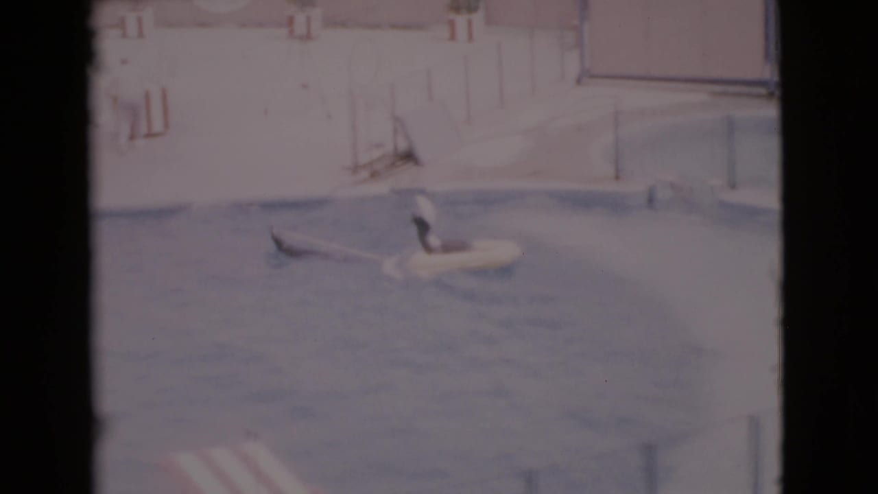 Two seals in a pool, one near a white flotation ring, with a concrete deck behind them.