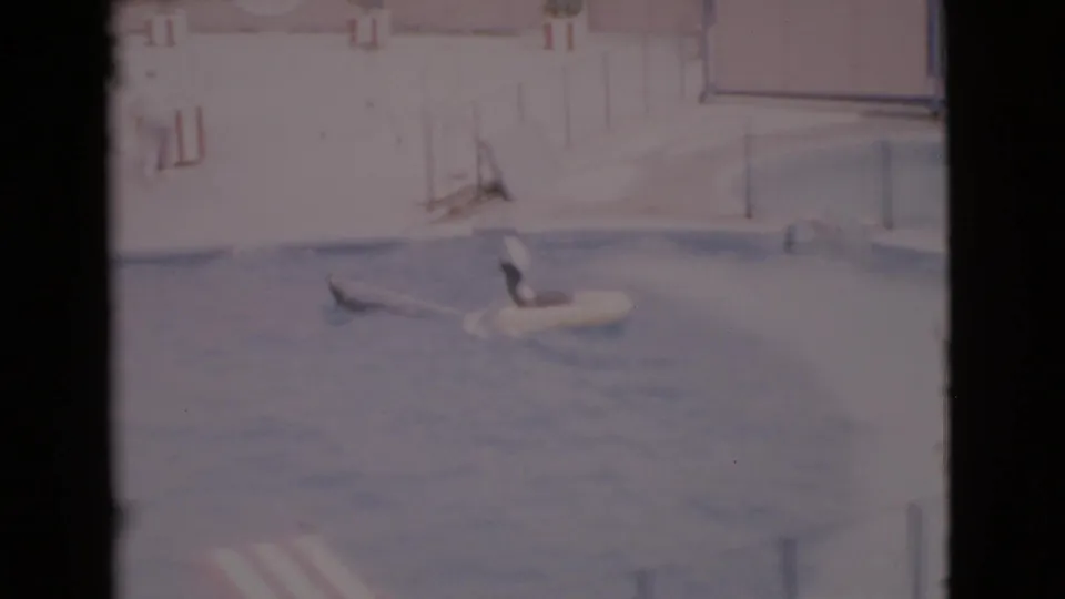 1968 San Diego County 8mm frame showing seals in a marine park pool beside a concrete deck and white flotation ring.