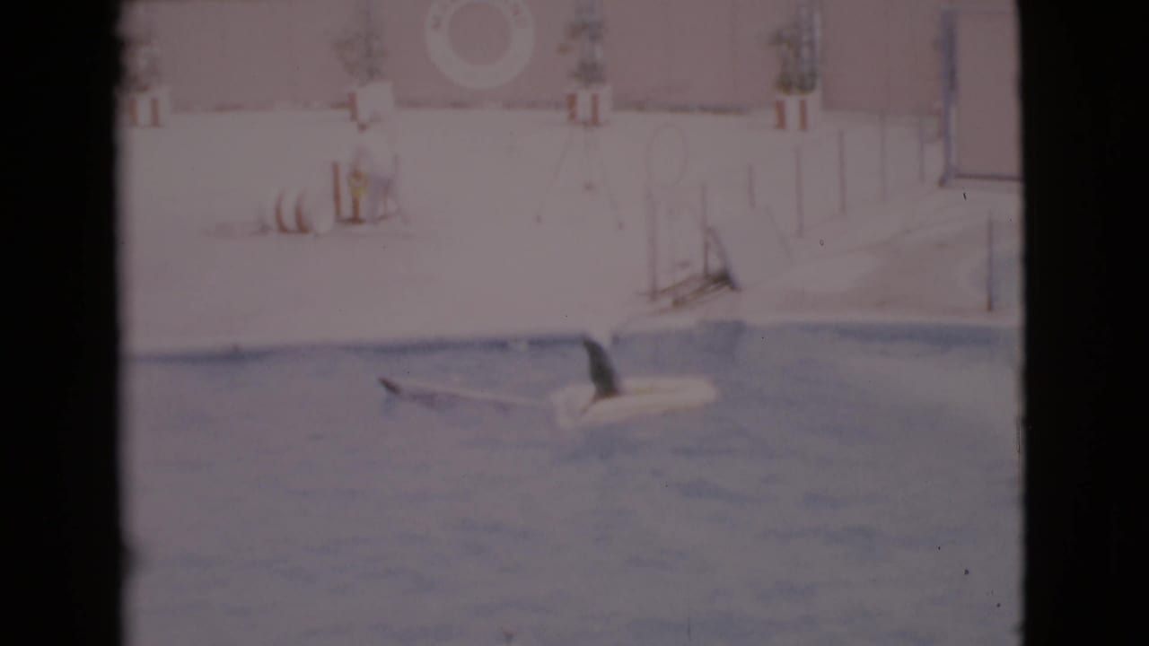 Seal towing another seal in a white flotation ring across a pool.