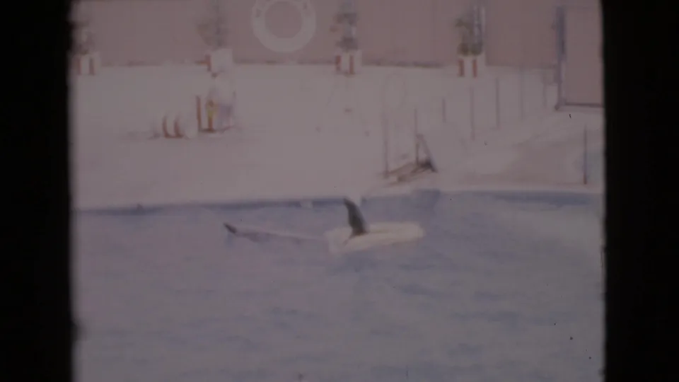 1968 San Diego County home-movie frame of one seal pulling another in a white flotation ring across a marine park pool.
