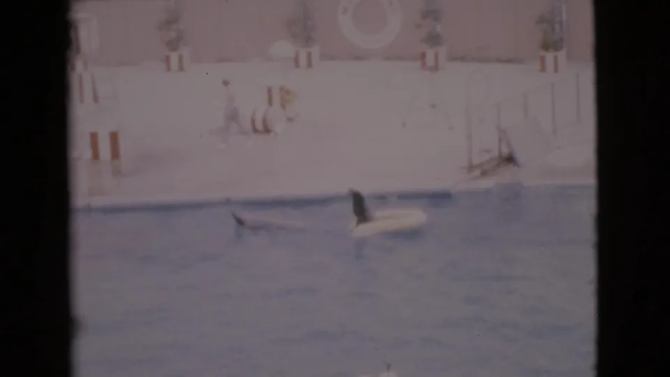 Faded 1968 8mm frame showing seals in a pool while a distant trainer figure stands on the marine park deck.
