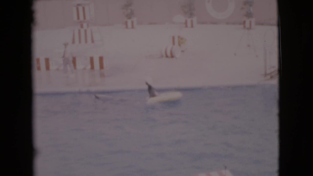 Seal in a pool near a yellow float, with striped posts and a life ring behind it.