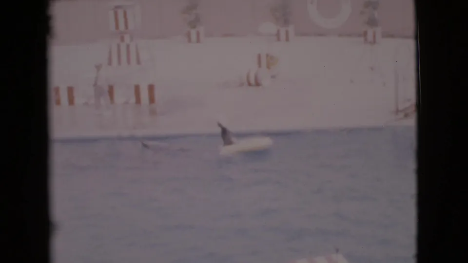 1968 San Diego County aquatic show footage showing a seal swimming near a yellow float below striped barriers and a wall life ring.