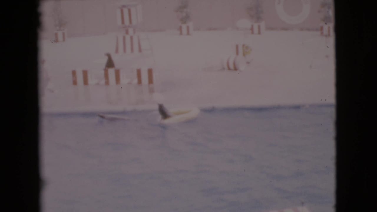 Seal approaching or resting by a yellow float in the pool below striped deck barriers.