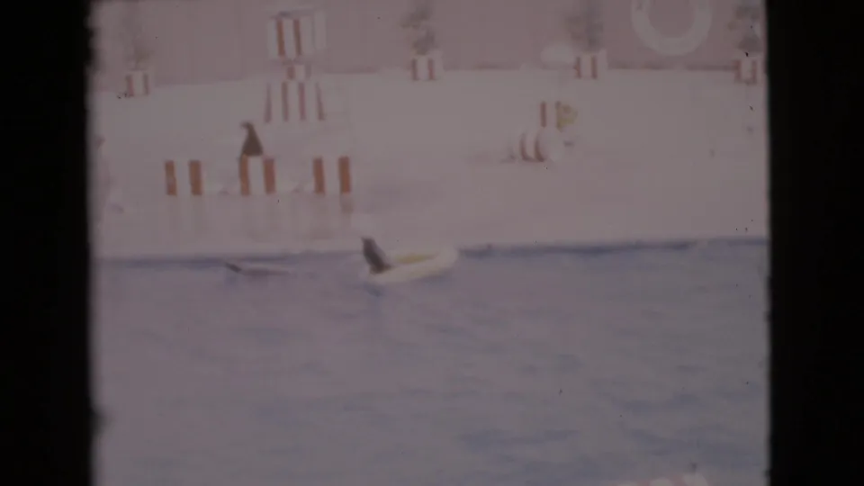 Seal at a San Diego County aquatic show pool in 1968, seen beside a yellow float with striped posts and a life ring in the background.