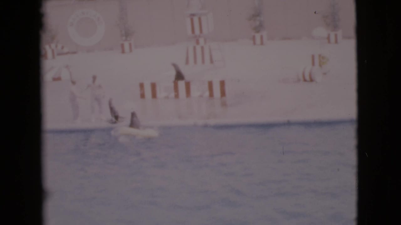Seal performing in a pool beside a platform with handlers nearby.