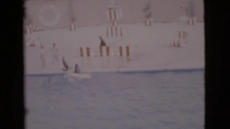 1968 San Diego County 8mm frame showing a trained seal in the water near a show platform and staff figures.