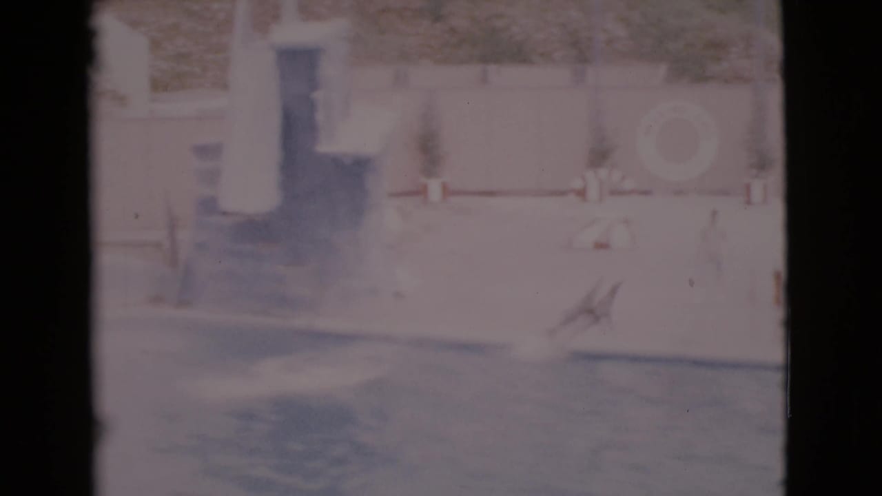Sea lions and a trainer near a poolside platform with striped barriers and a life ring on the wall.