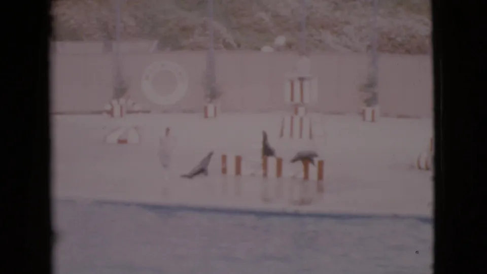 1968 San Diego County frame with three sea lions on striped platforms beside the water and a trainer figure in the background.