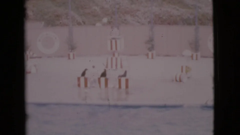 Vintage 8mm frame from San Diego County showing sea lions upright on small striped platforms during a poolside performance.