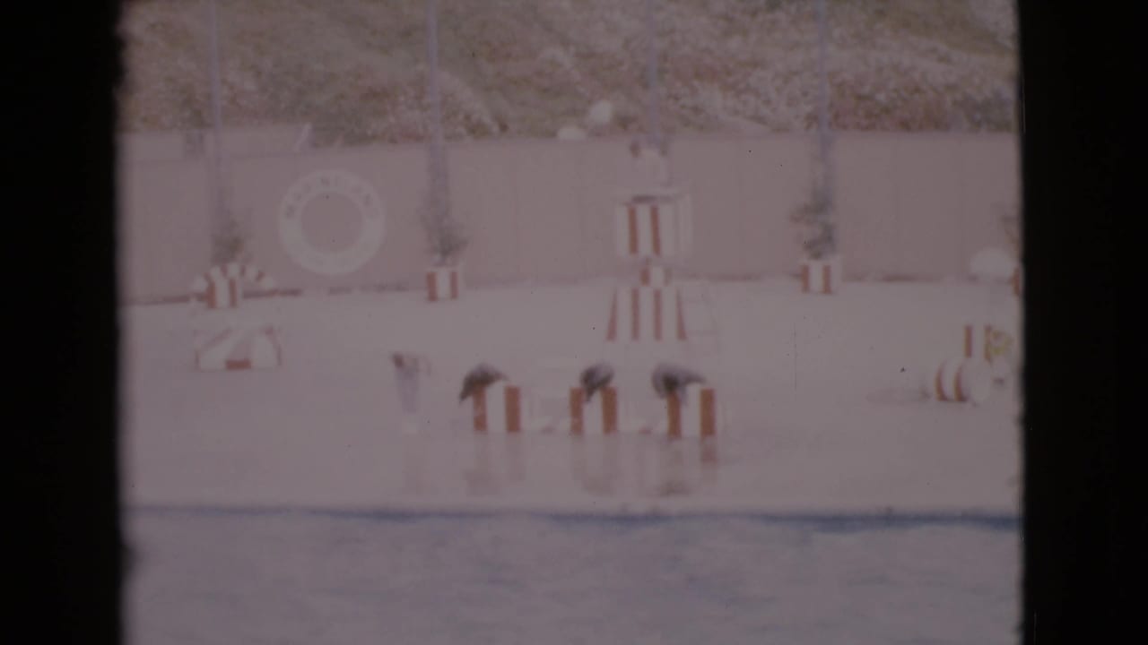 Three seals on striped platforms beside a trainer near a pool in an aquatic show arena.