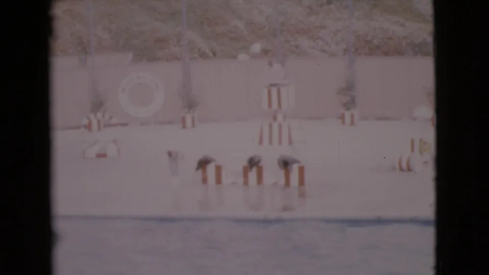 1968 San Diego County home-movie frame showing seals on striped stands while a trainer stands on a wet stage near a pool.