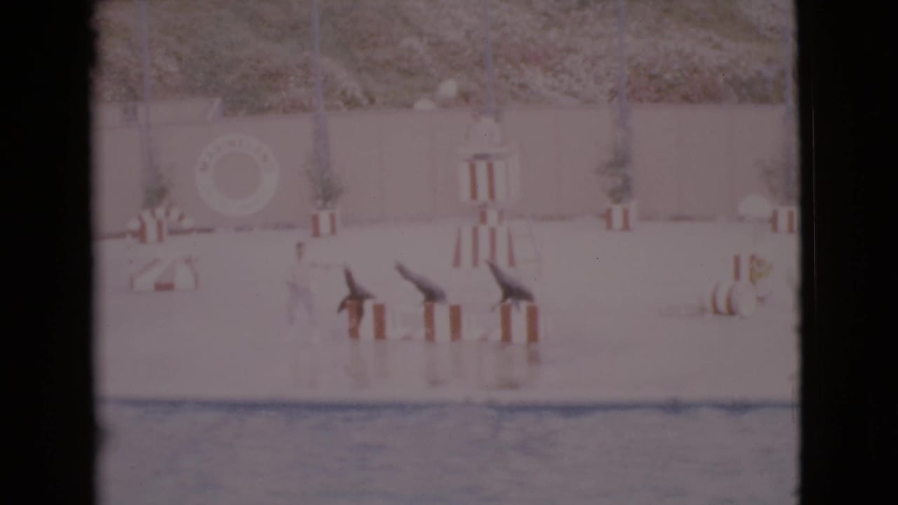 Seals lean forward on striped stands while a trainer stands near the pool edge.