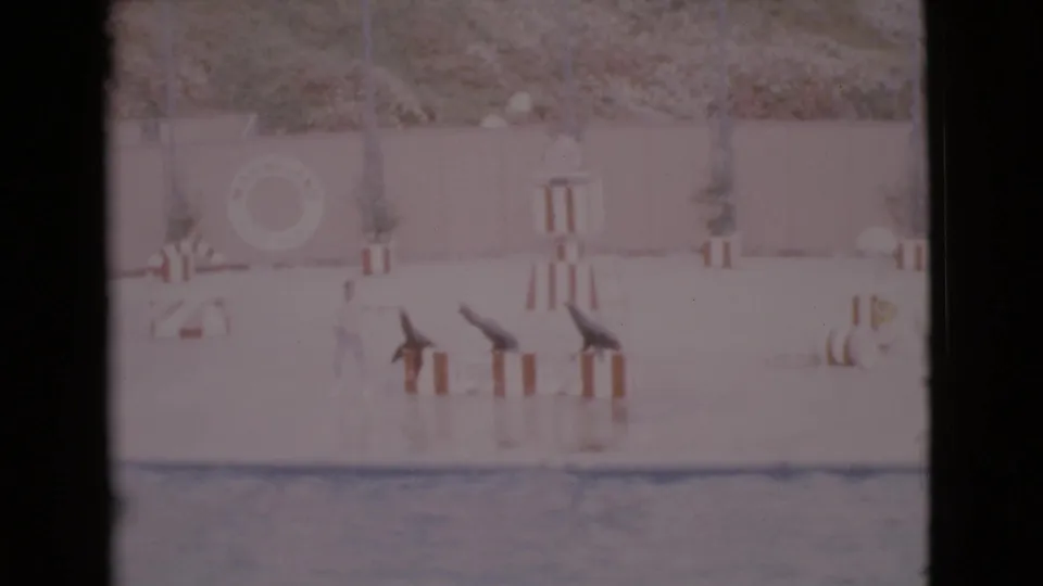 Home-movie view of three seals performing on striped stands in a San Diego County aquatic arena in 1968.